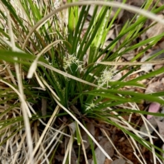 Lomandra longifolia (Spiny-headed Mat-rush, Honey Reed) at Aranda, ACT - 16 Mar 2024 by KMcCue