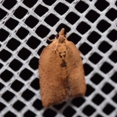 Unidentified Tortricid moth (Tortricidae) at Jerrabomberra, NSW - 15 Mar 2024 by DianneClarke