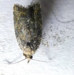 Capua intractana (A Tortricid moth) at Belconnen, ACT - 16 Mar 2024 by JohnGiacon