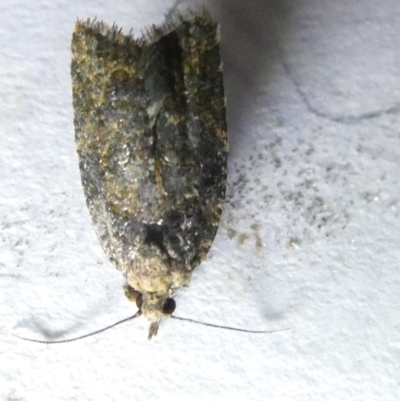 Capua intractana (A Tortricid moth) at Emu Creek Belconnen (ECB) - 16 Mar 2024 by JohnGiacon