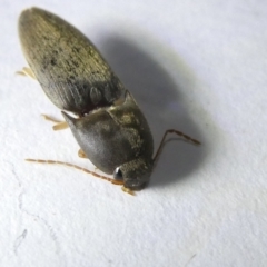 Elateridae sp. (family) (Unidentified click beetle) at Emu Creek Belconnen (ECB) - 16 Mar 2024 by JohnGiacon