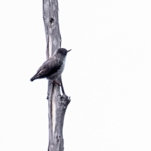Daphoenositta chrysoptera at Morton National Park - 16 Mar 2024 10:12 AM