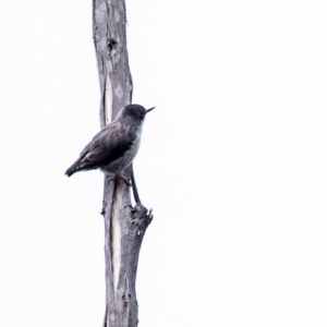 Daphoenositta chrysoptera at Morton National Park - 16 Mar 2024