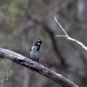 Phylidonyris novaehollandiae at Bundanoon - 16 Mar 2024 10:14 AM