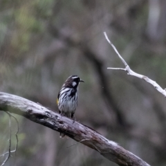 Phylidonyris novaehollandiae (New Holland Honeyeater) at Wingecarribee Local Government Area - 15 Mar 2024 by Aussiegall