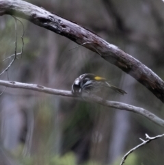 Phylidonyris novaehollandiae at Bundanoon - 16 Mar 2024 10:14 AM