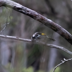 Phylidonyris novaehollandiae at Bundanoon - 16 Mar 2024