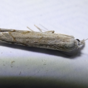 Culladia cuneiferellus at Emu Creek - 16 Mar 2024