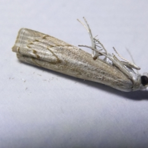 Culladia cuneiferellus at Emu Creek - 16 Mar 2024