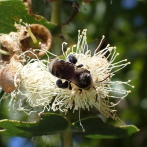 Lipotriches (Austronomia) australica at Murrumbateman, NSW - 16 Mar 2024 11:59 AM