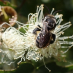 Lipotriches (Austronomia) australica at Murrumbateman, NSW - 16 Mar 2024 11:59 AM