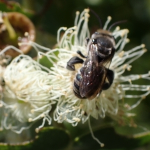 Lipotriches (Austronomia) australica at Murrumbateman, NSW - 16 Mar 2024 11:59 AM