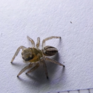 Maratus scutulatus at Emu Creek Belconnen (ECB) - 16 Mar 2024