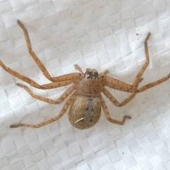 Isopeda canberrana (Canberra Huntsman Spider) at Emu Creek Belconnen (ECB) - 16 Mar 2024 by JohnGiacon