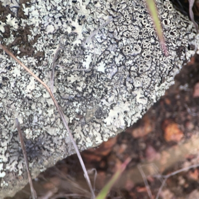 Lichen - crustose at Harcourt Hill - 16 Mar 2024 by Hejor1