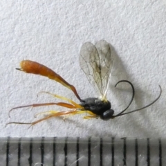 Ichneumonidae (family) (Unidentified ichneumon wasp) at Emu Creek - 16 Mar 2024 by JohnGiacon