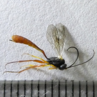 Ichneumonidae (family) (Unidentified ichneumon wasp) at Emu Creek Belconnen (ECB) - 16 Mar 2024 by JohnGiacon