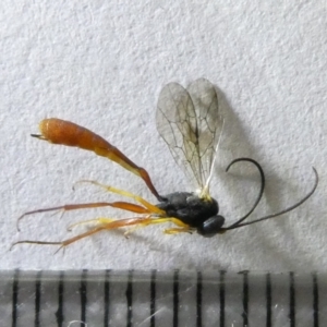 Ichneumonidae (family) at Emu Creek Belconnen (ECB) - 16 Mar 2024