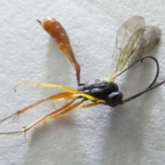 Ichneumonidae (family) at Emu Creek Belconnen (ECB) - 16 Mar 2024