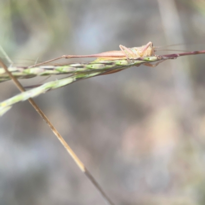 Conocephalus upoluensis (Meadow Katydid) at Nicholls, ACT - 16 Mar 2024 by Hejor1