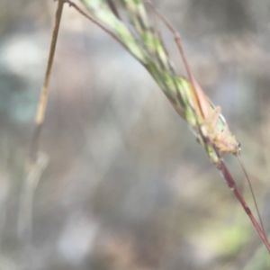 Conocephalus upoluensis at Harcourt Hill - 16 Mar 2024