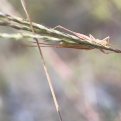 Conocephalus upoluensis at Harcourt Hill - 16 Mar 2024