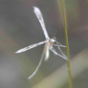 Stenoptilia zophodactylus at Harcourt Hill - 16 Mar 2024 06:00 PM