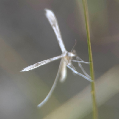 Stenoptilia zophodactylus (Dowdy Plume Moth) at Harcourt Hill - 16 Mar 2024 by Hejor1