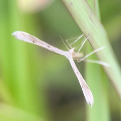 Stenoptilia zophodactylus at Harcourt Hill - 16 Mar 2024 06:00 PM