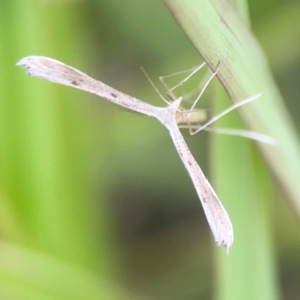 Stenoptilia zophodactylus at Harcourt Hill - 16 Mar 2024 06:00 PM