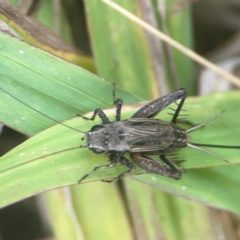 Bobilla sp. (genus) (A Small field cricket) at Nicholls, ACT - 16 Mar 2024 by Hejor1