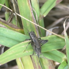 Bobilla sp. (genus) at Harcourt Hill - 16 Mar 2024