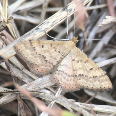 Scopula rubraria (Reddish Wave, Plantain Moth) at Nicholls, ACT - 16 Mar 2024 by Hejor1