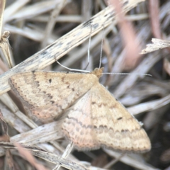 Scopula rubraria at Harcourt Hill - 16 Mar 2024 05:46 PM