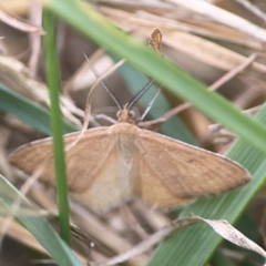 Scopula rubraria (Reddish Wave, Plantain Moth) at Harcourt Hill - 16 Mar 2024 by Hejor1