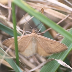 Scopula rubraria at Harcourt Hill - 16 Mar 2024 05:42 PM