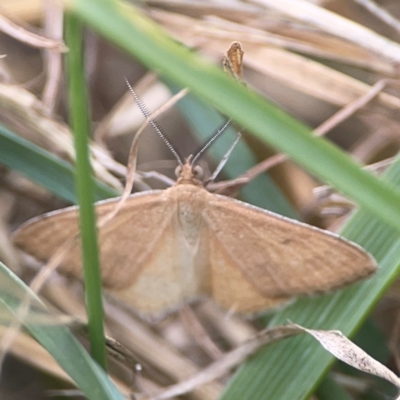 Scopula rubraria (Reddish Wave, Plantain Moth) at Harcourt Hill - 16 Mar 2024 by Hejor1