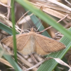 Scopula rubraria at Harcourt Hill - 16 Mar 2024 05:42 PM