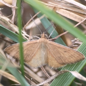 Scopula rubraria at Harcourt Hill - 16 Mar 2024 05:42 PM