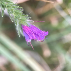 Echium plantagineum (Paterson's Curse) at Harcourt Hill - 16 Mar 2024 by Hejor1