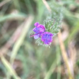 Echium plantagineum at Harcourt Hill - 16 Mar 2024