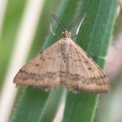Scopula rubraria (Reddish Wave, Plantain Moth) at Nicholls, ACT - 16 Mar 2024 by Hejor1