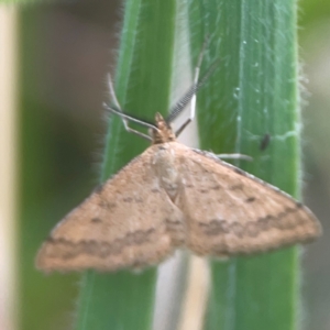 Scopula rubraria at Harcourt Hill - 16 Mar 2024