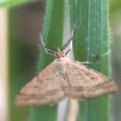 Scopula rubraria at Harcourt Hill - 16 Mar 2024