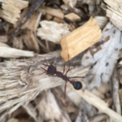 Myrmecia simillima (A Bull Ant) at Nicholls, ACT - 16 Mar 2024 by Hejor1