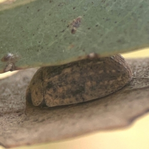 Trachymela sp. (genus) at Harcourt Hill - 16 Mar 2024