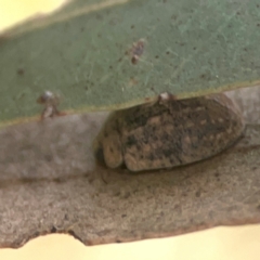 Trachymela sp. (genus) at Harcourt Hill - 16 Mar 2024