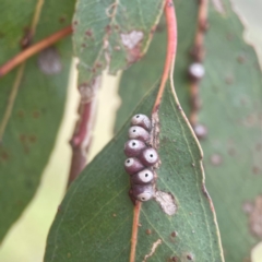 Unidentified Eucalyptus Gall at Harcourt Hill - 16 Mar 2024 by Hejor1