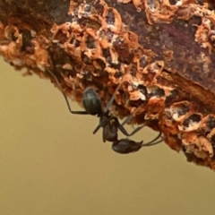 Iridomyrmex rufoniger (Tufted Tyrant Ant) at Nicholls, ACT - 16 Mar 2024 by Hejor1
