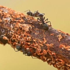 Iridomyrmex rufoniger at Harcourt Hill - 16 Mar 2024